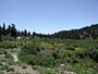 The high meadow with a few wildflowers left